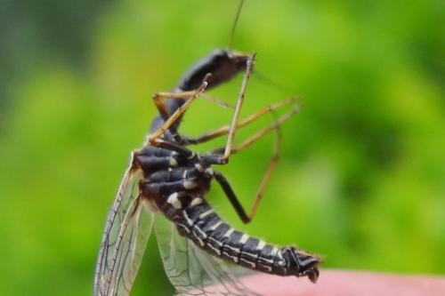 Réf. 208 747 : Phaeostigma sp.